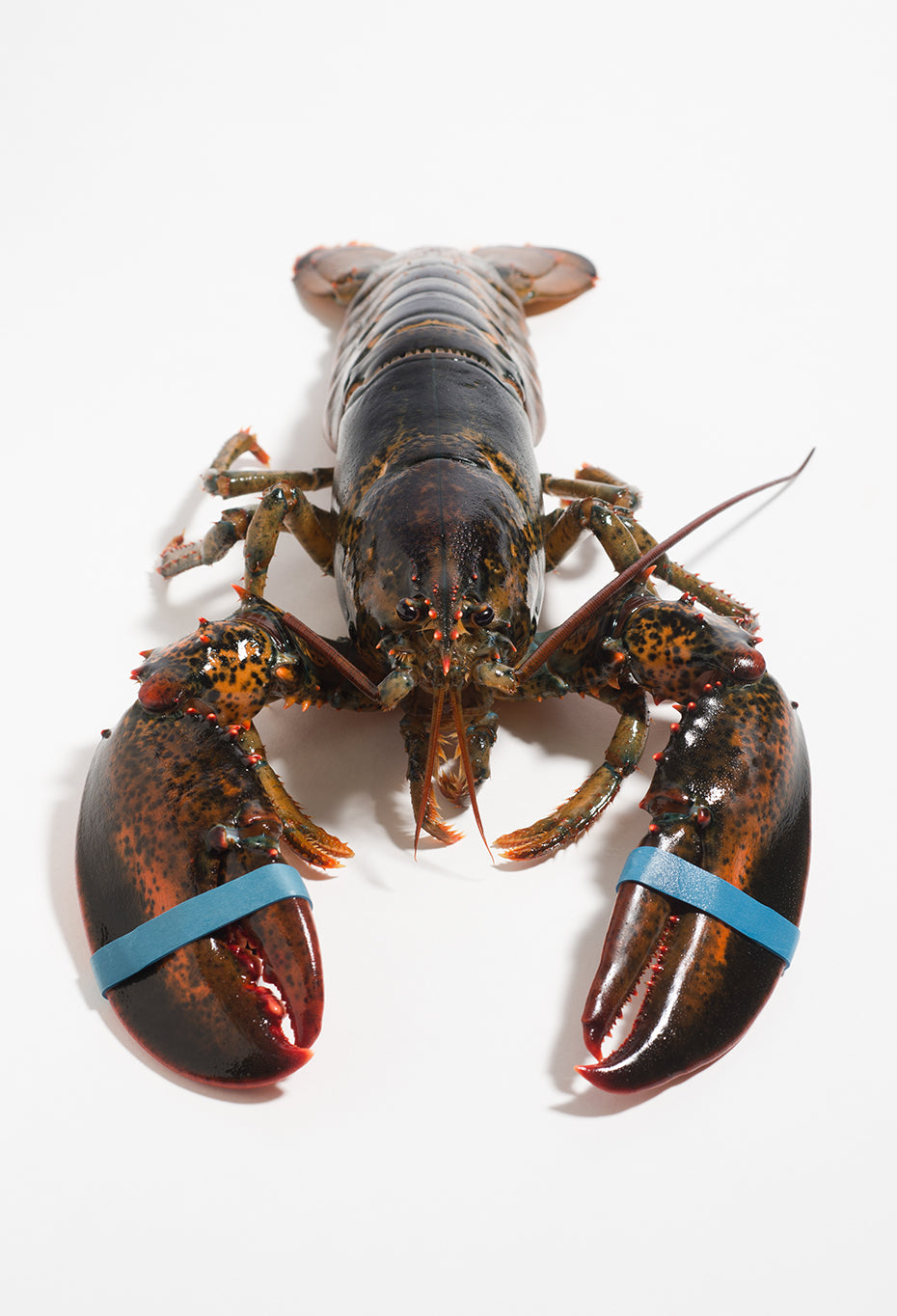 Live Maine Lobster Chix .9-1.1 lb