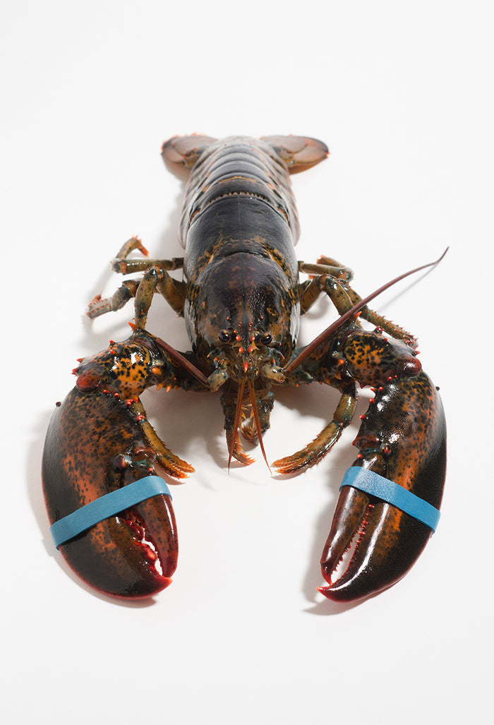 Live Maine Lobster 1 1/2 1.45 - 1.55